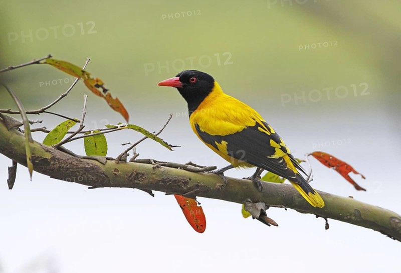 Black-hooded Oriole