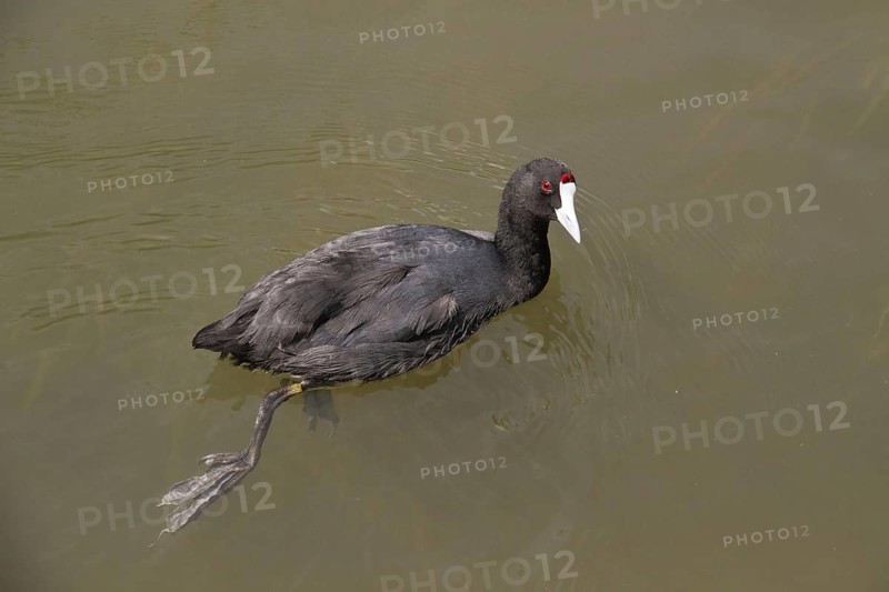 Red-knobbed Eurasian Coot