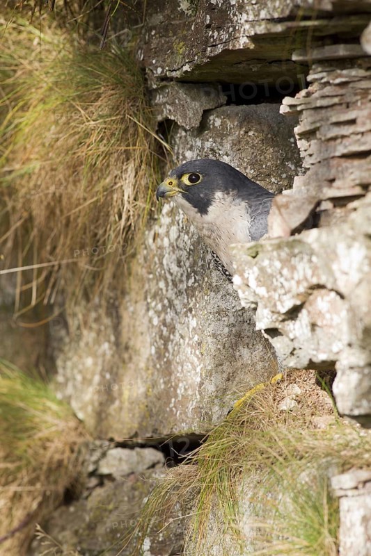 Peregrine falcon