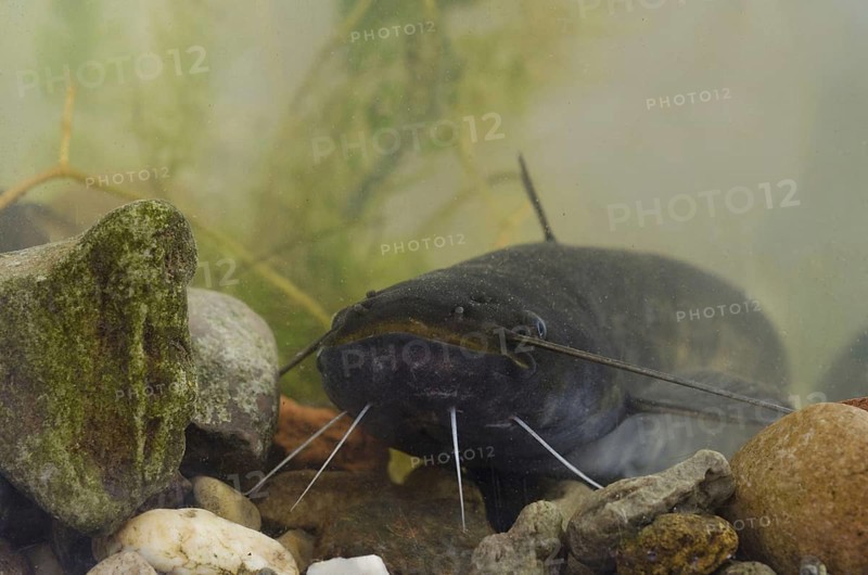 Wels Catfish
