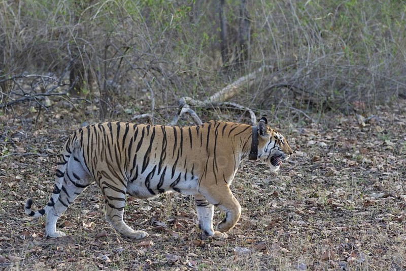 Indian Tiger