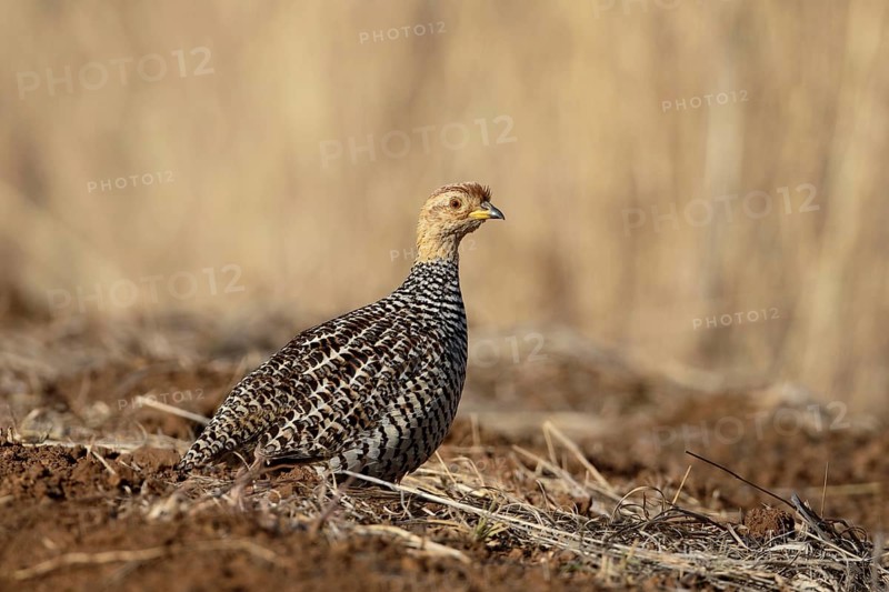 Coqui Francolin