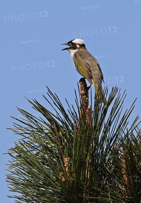 Chinese Bulbul