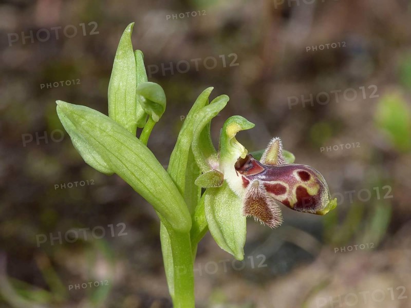 Endemic Cypriot orchid