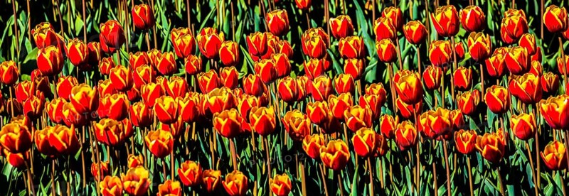 Flowering tulip fields