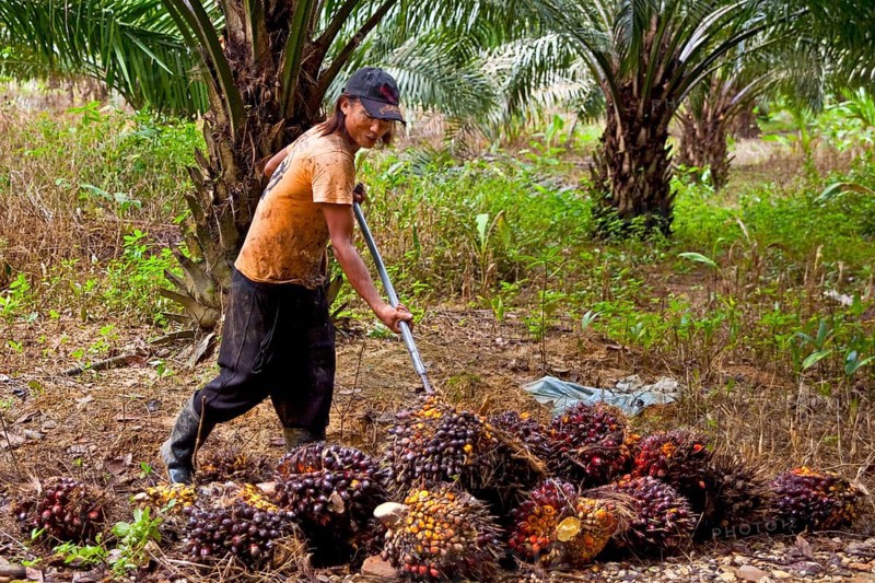 Oil tree fruit