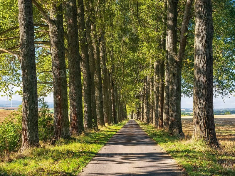 Narrow country road through avenue of poplars