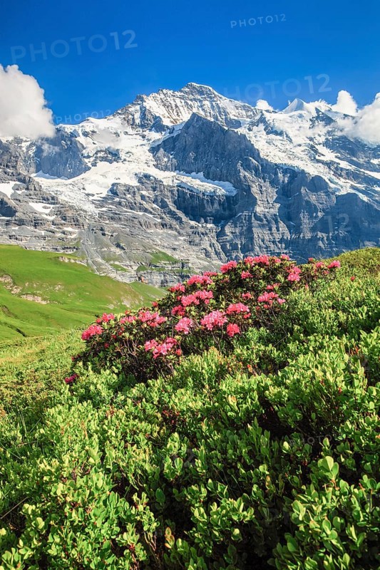 Jungfrau mit Alpenrosen