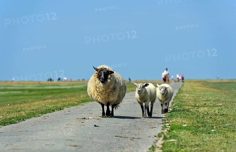 Suffolk sheep