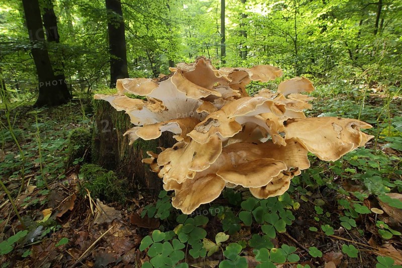 Giant porling
