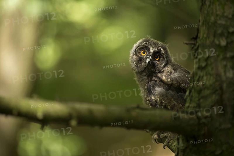 Long-eared owl