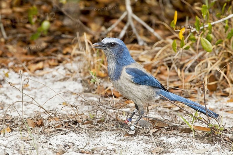 Florida scrub jay