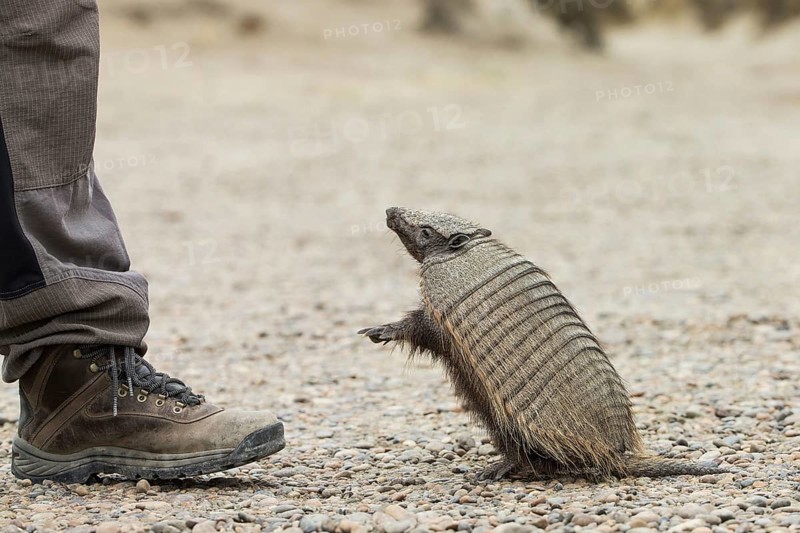 Brown Shaggy Armadillo