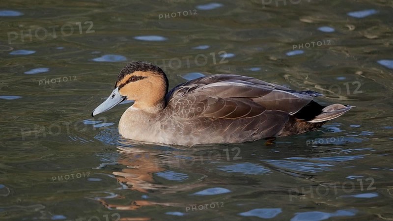 Philippine duck