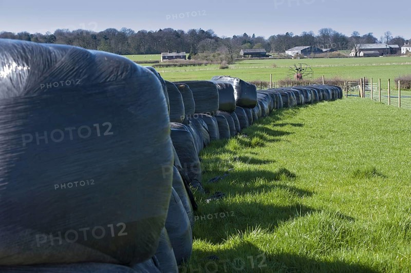 Large silage bales wrapped in black plastic