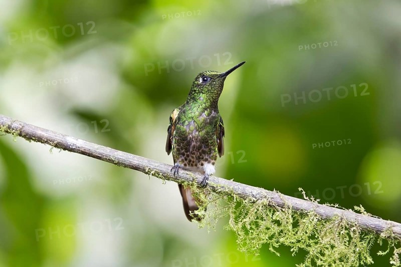 Western Emerald
