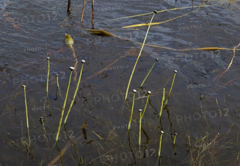 Seven-angled Pipewort