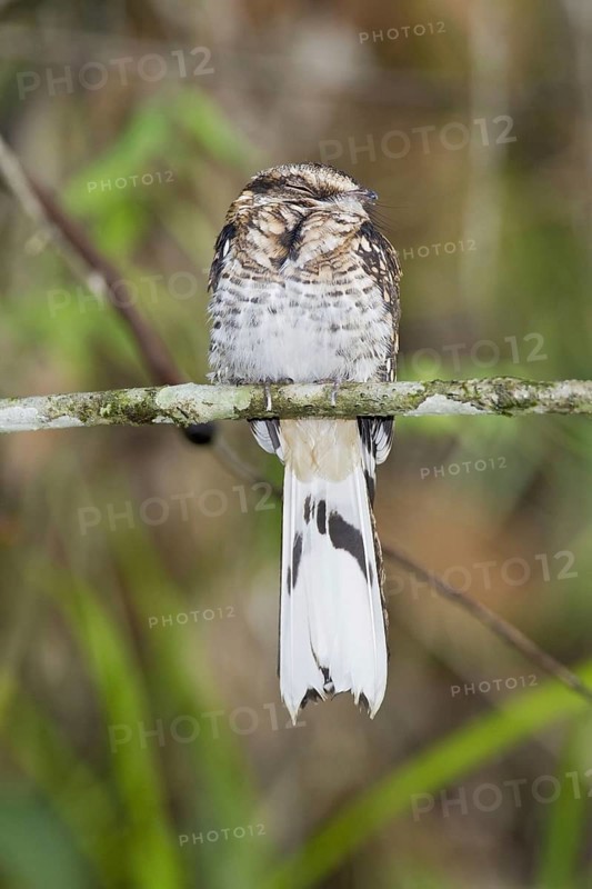 White-tailed nightjar
