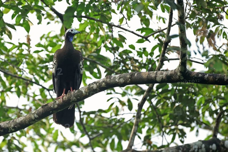 Trinidad Piping-guan