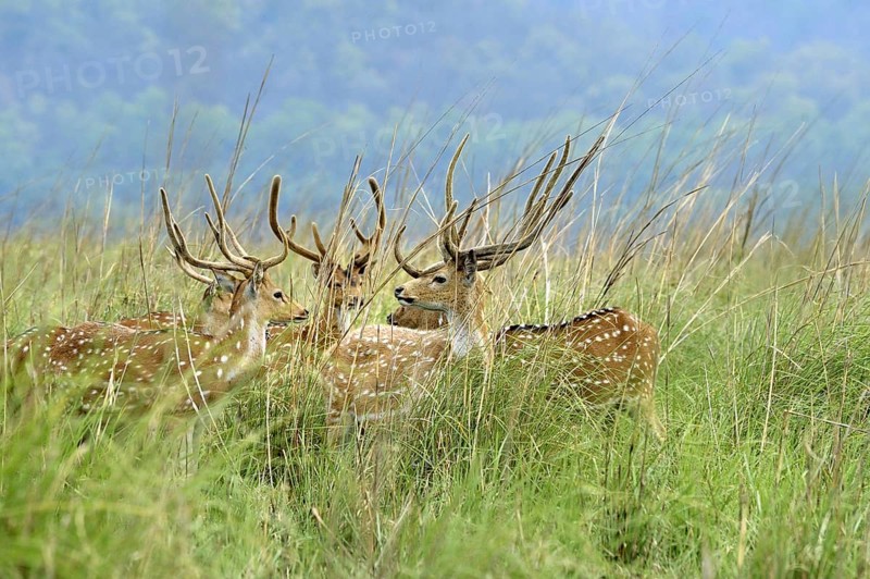 Spotted deer