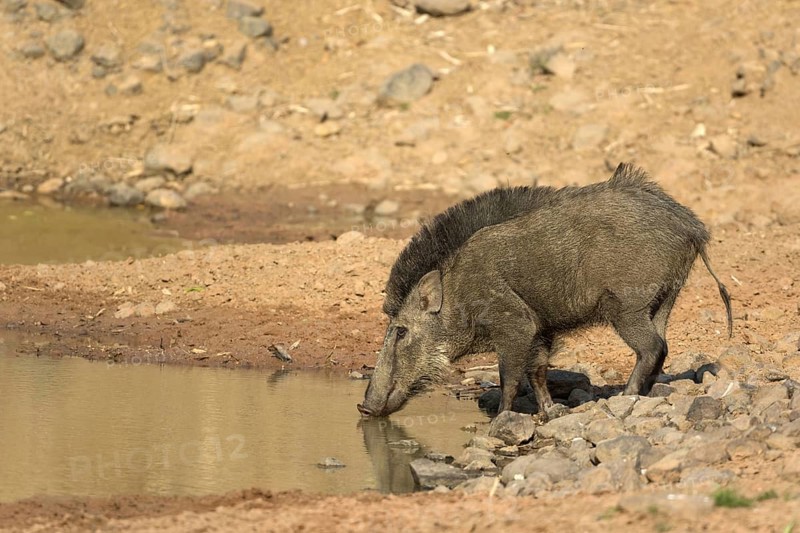Indian wild boar