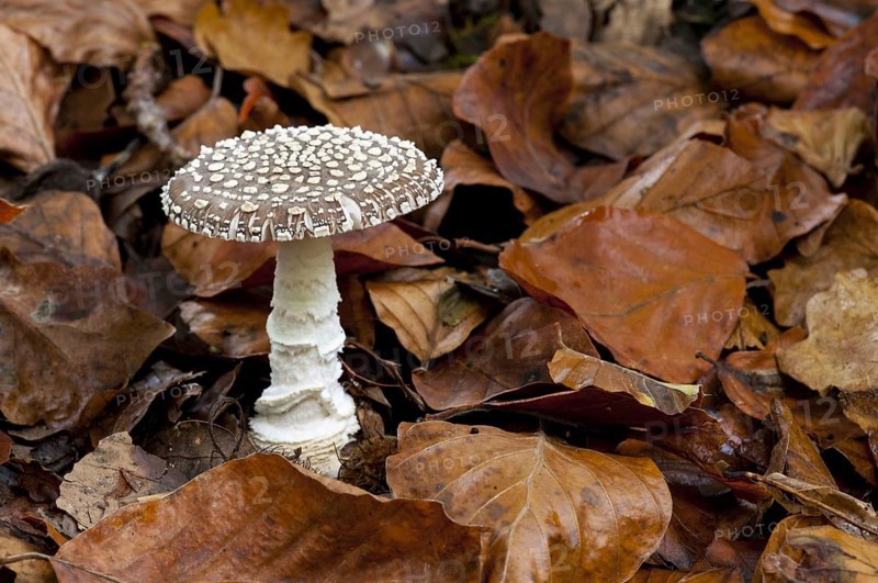 The fruiting body of a grey spotted amanita