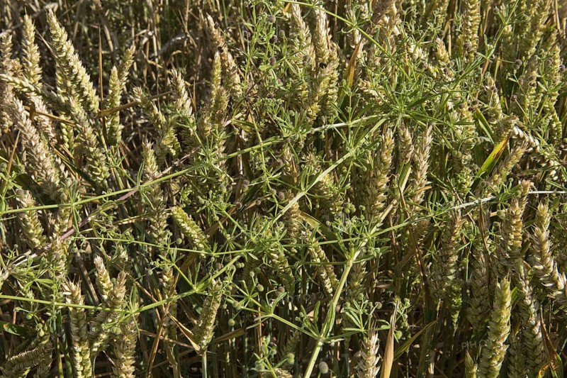 Cleavers