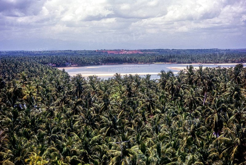 Coconut trees around Mahi in Puducherry or Pondicherry