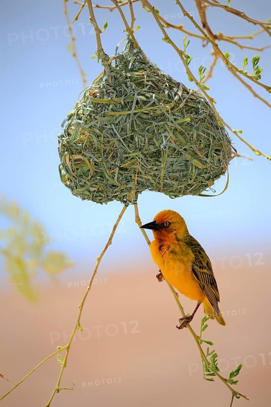 Cape weaver