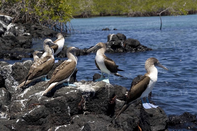 Blue-footed boobies