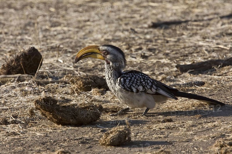 Southern Yellowbilled Hornbill