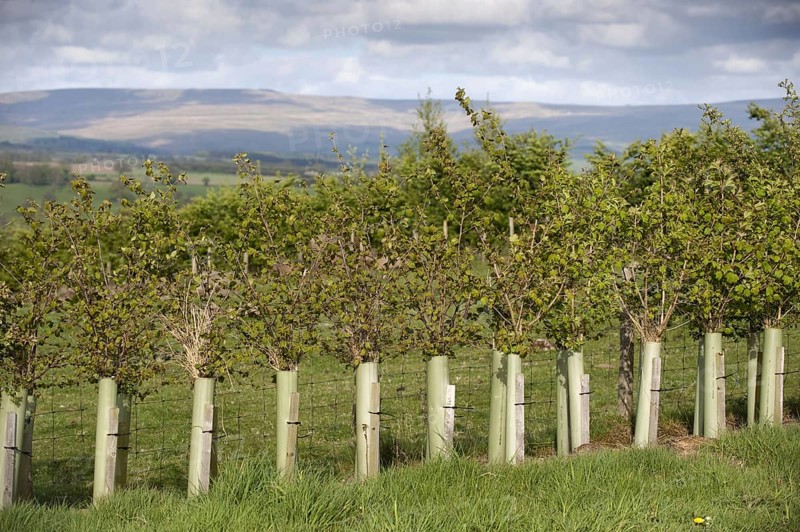 Young hedges growing