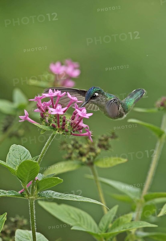 Violet-headed Hummingbird