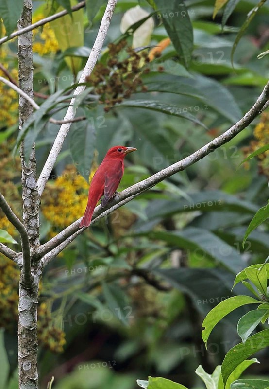 Summer tanager