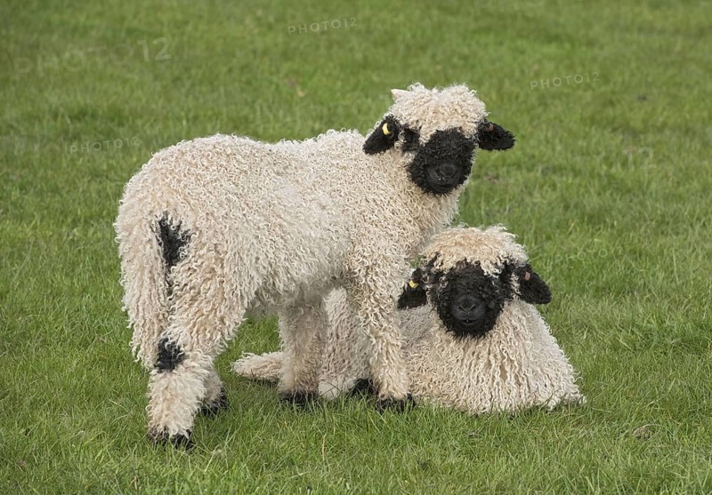 Valais Blacknose Sheep