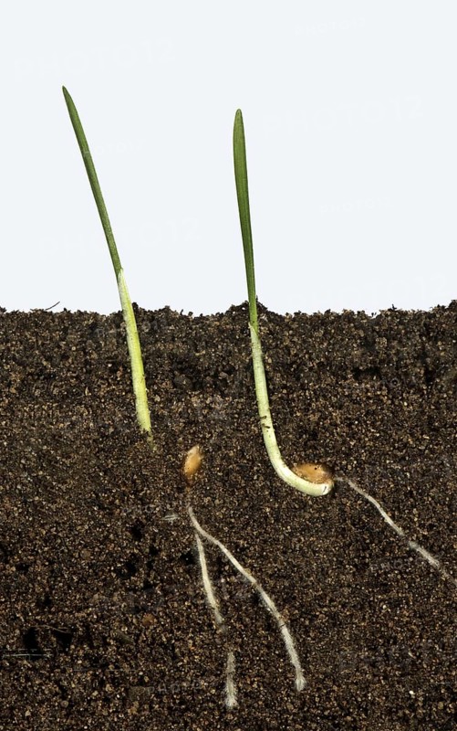 Wheat seeds germinating in a glass-sided container and showing root and air development