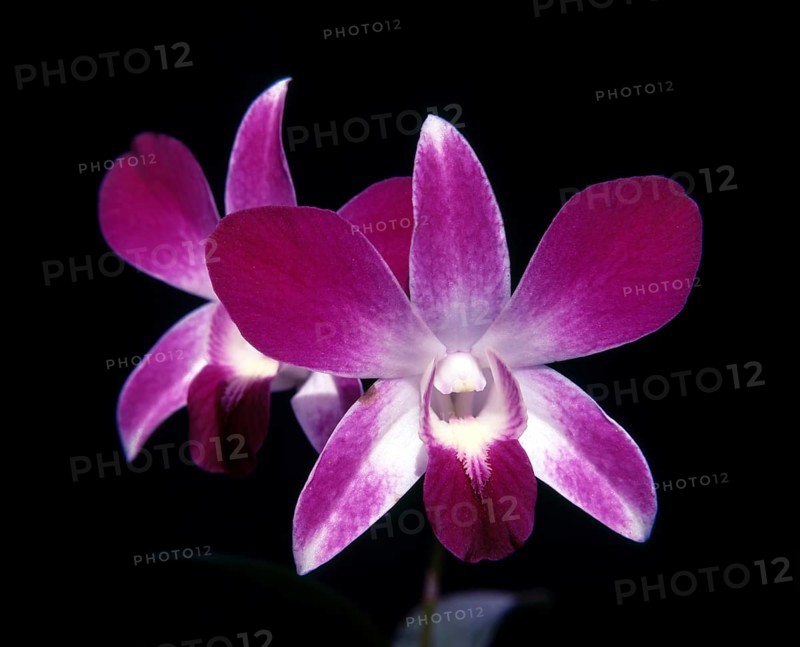 Orchid Dendrobium Sonia