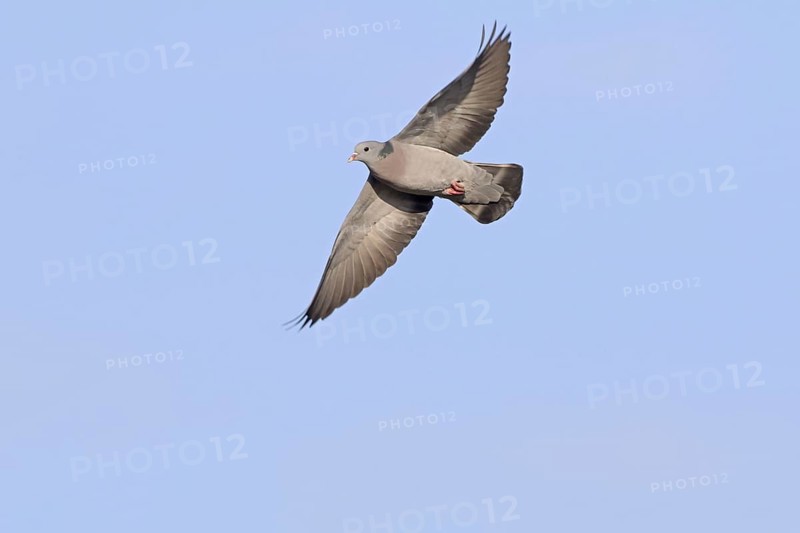 Stock Dove