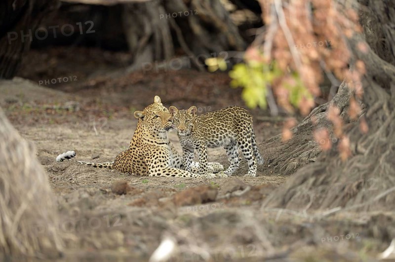 African leopard