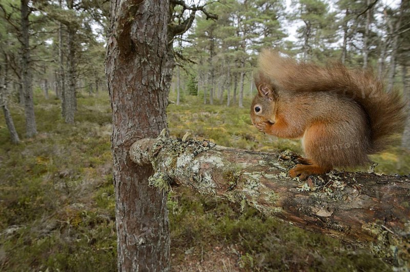 Eurasian red squirrel
