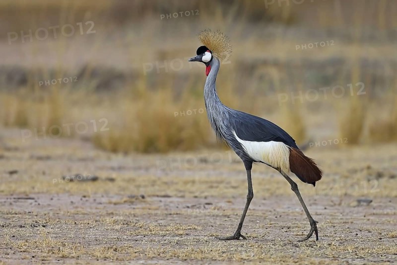 Grey Crowned-crane
