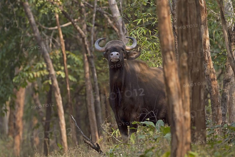 Gaur