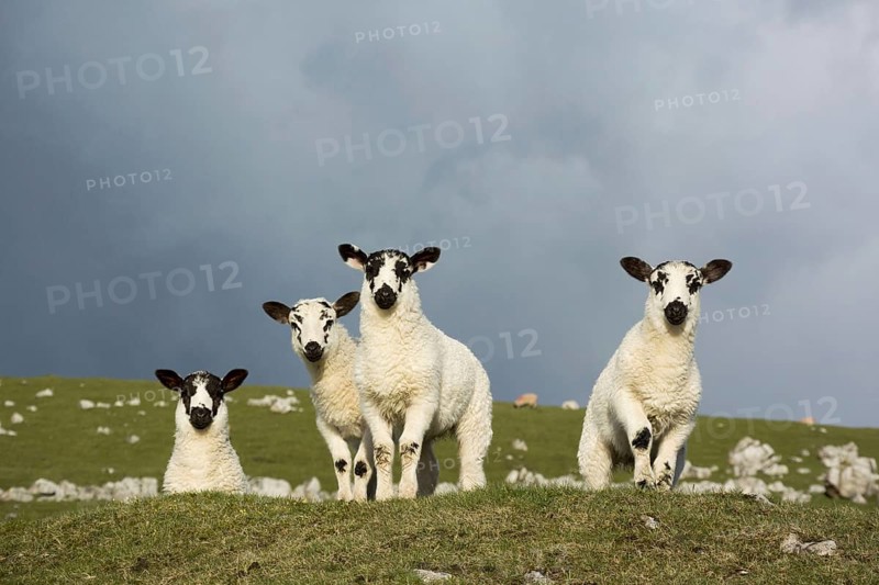 Domestic sheep