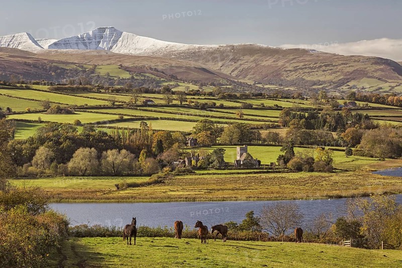View of horses grazing