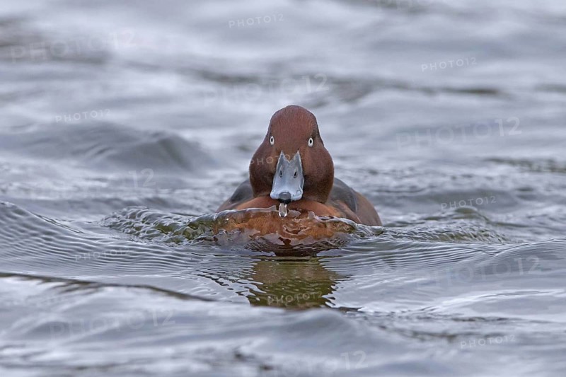 Ferruginous duck