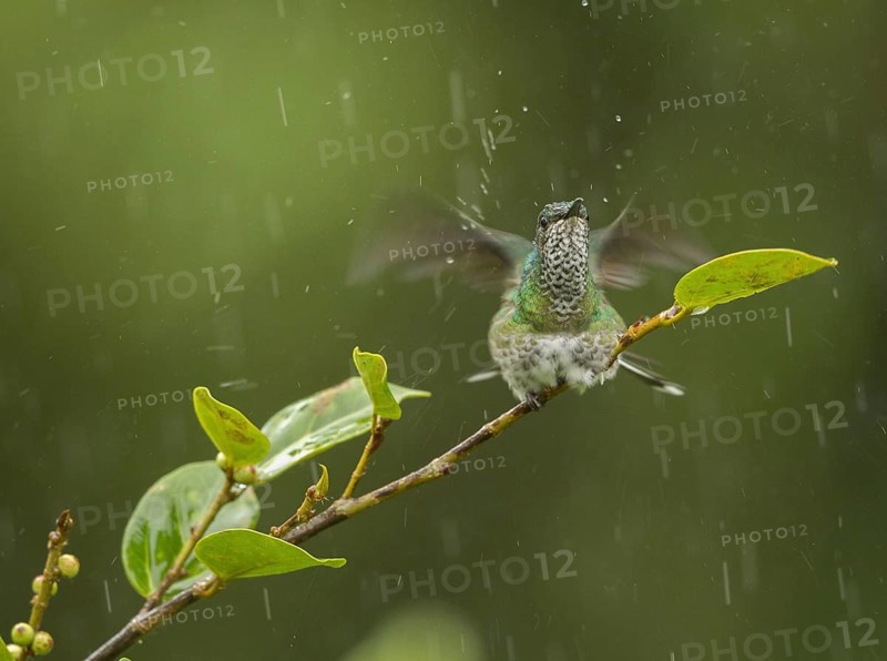 Green-crowned Hummingbird
