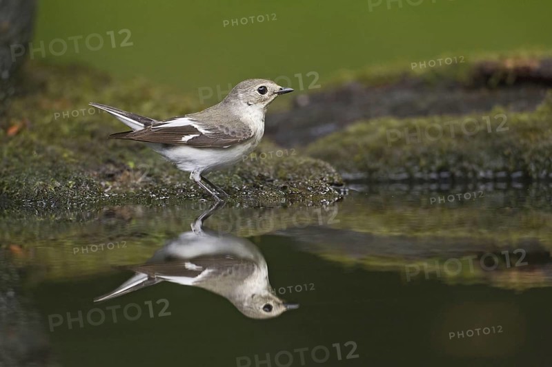 Collared flycatcher