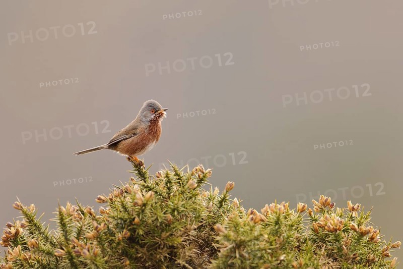 Provence Warbler