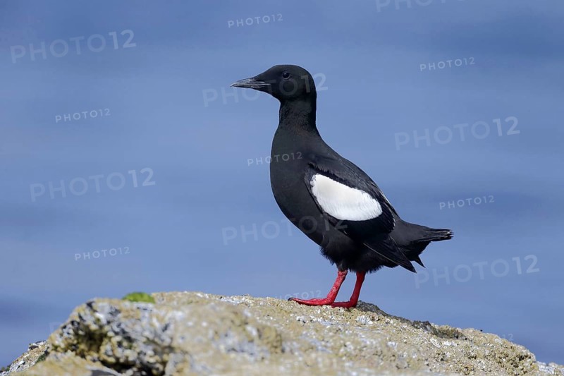 Black Guillemot