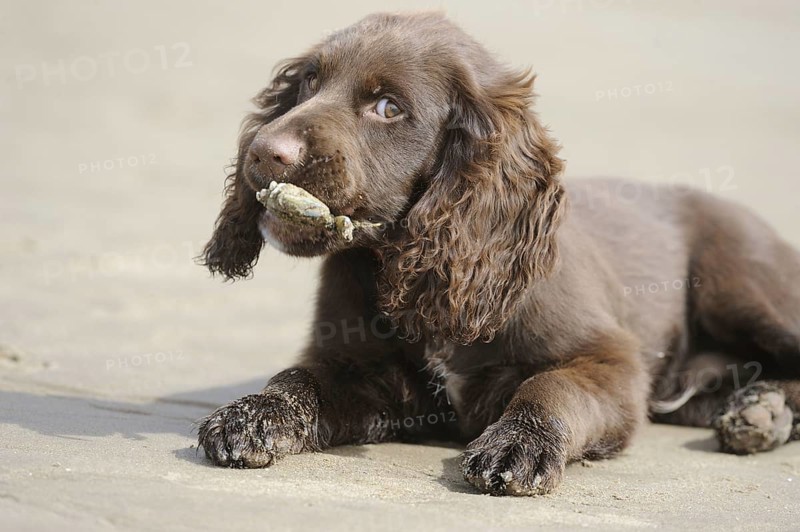 English Cocker Spaniel